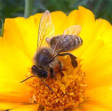 Biene auf gelber Bluete